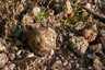 Osztott pöfeteg (Pisolithus arhizus), Budai-hegység